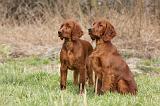 SETTER IRLANDAIS 248